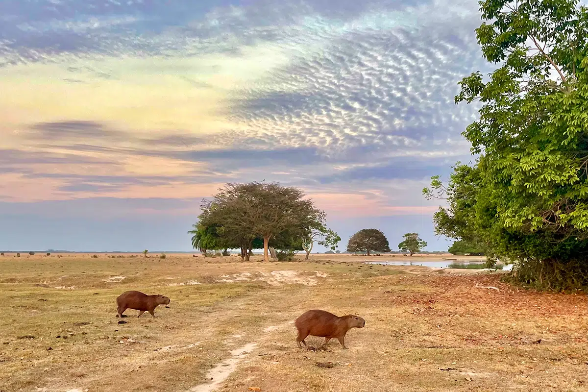Llanos Orientales at sunset
