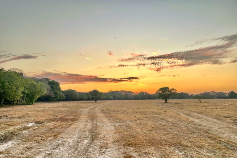 The Llanos Explained Geography Climate And Wildlife Of This Unique Ecosystem - sxn9r6h