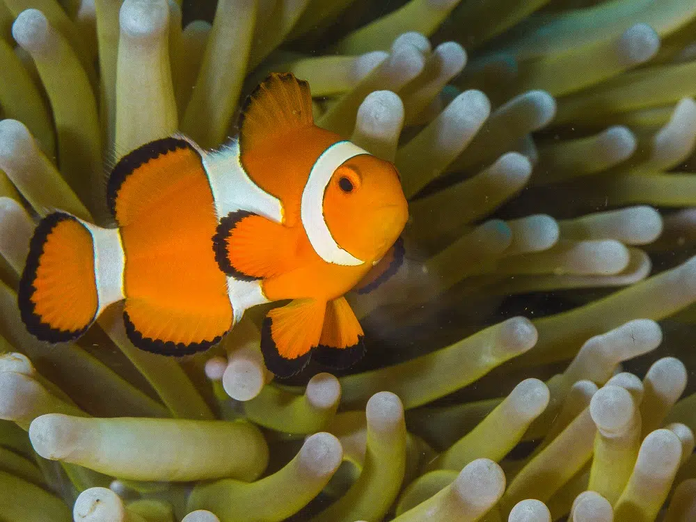 Clown fish in the great barrier reef