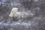 Watching polar bears in churchill, manitoba