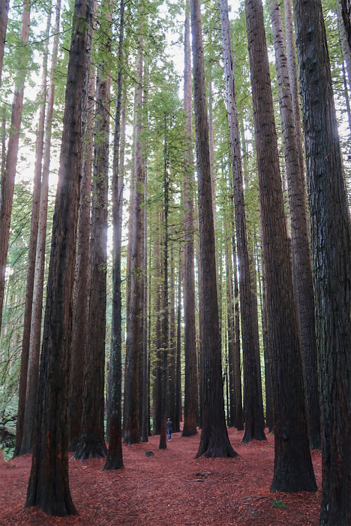 Redwoods in the Great Otway National Park
