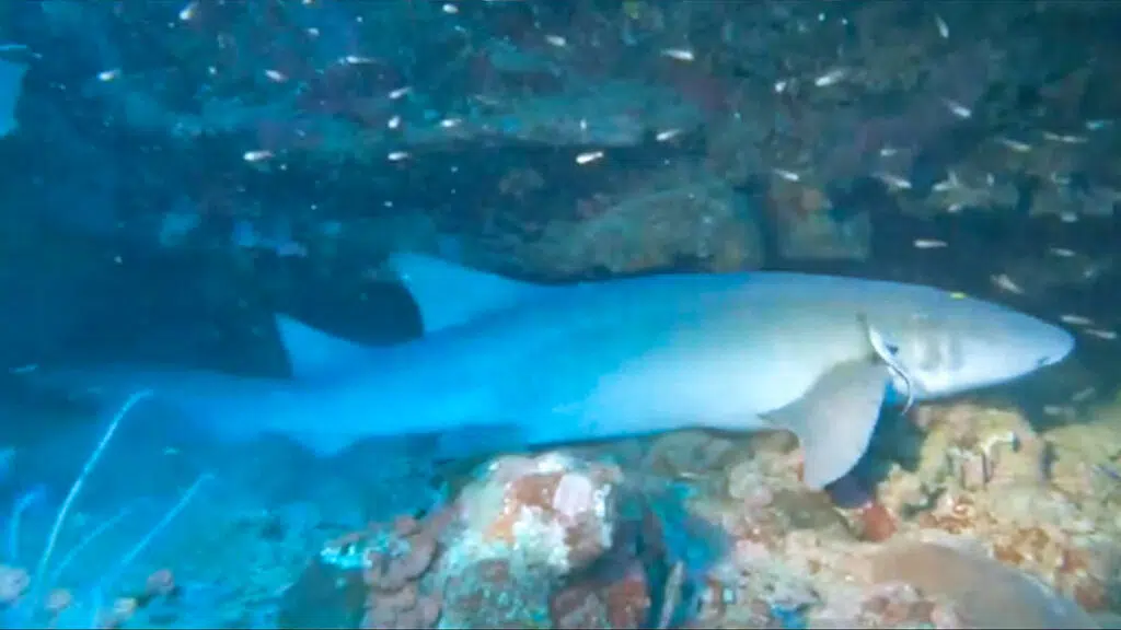 Silky nurse shark palawan
