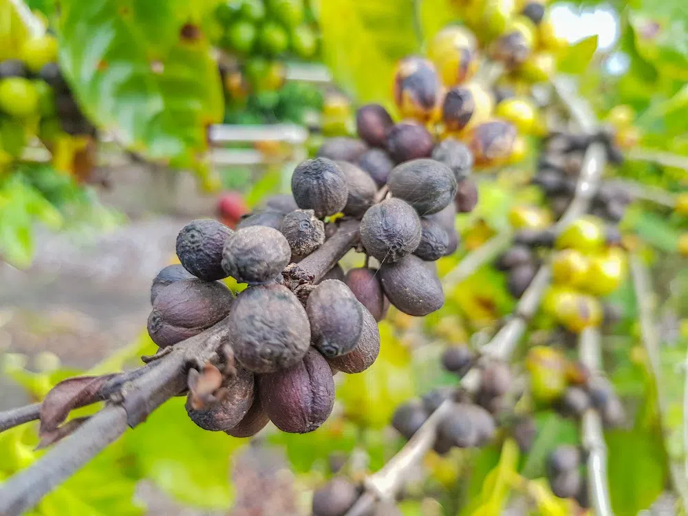 Whitsunday Gold Coffee plantation 