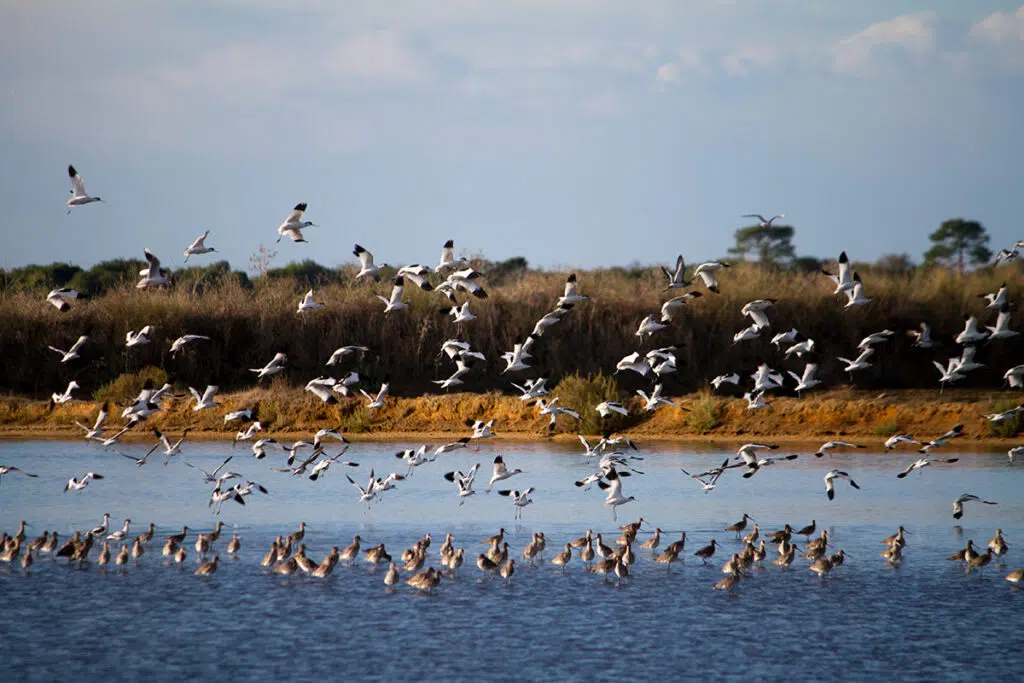 Birds at ria formosa natural park