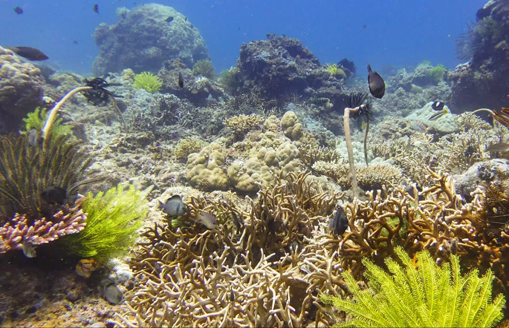Marine animals of Palawan - coral reef