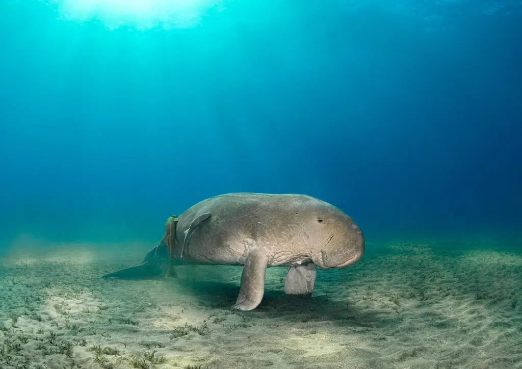 Marine animals of Palawan - dugong