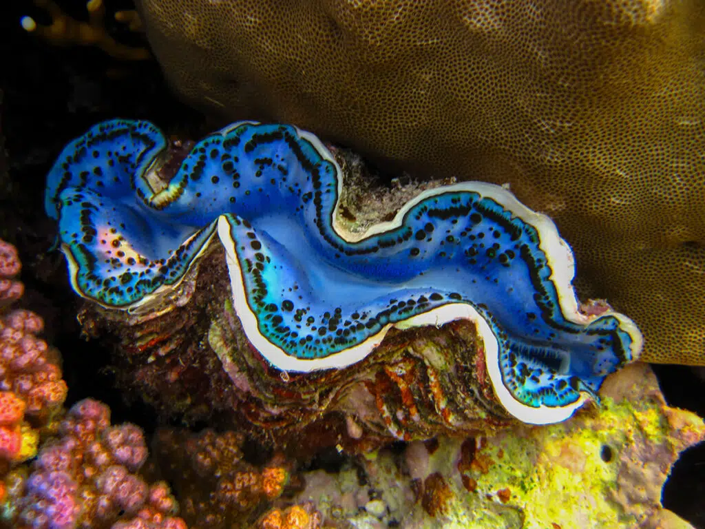 Giant clam - marine animals of philippines