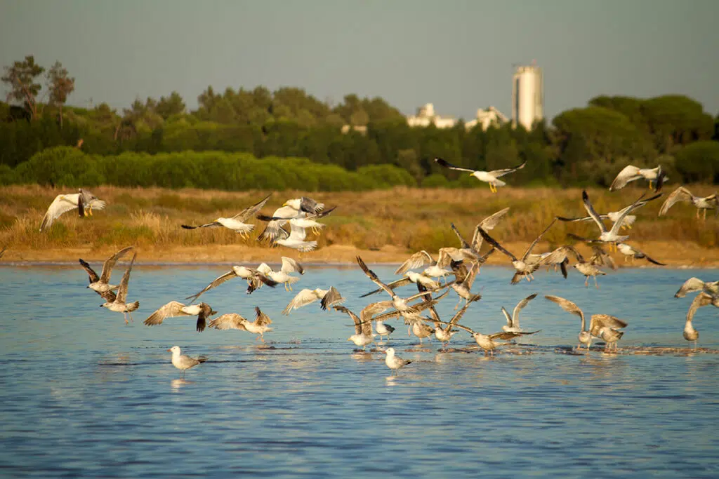 Gulls in Ria Formosa Natural park