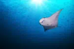 Manta Ray - marine animals of Palawam