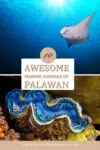 Marine animals of Palawan