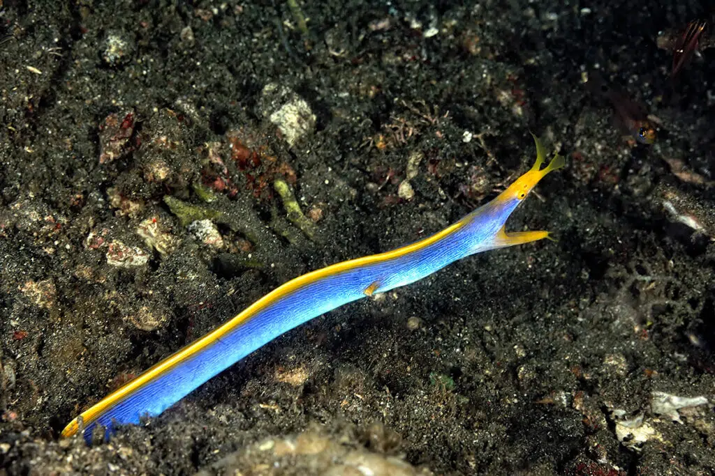 Palawan animals - Ribbon eel