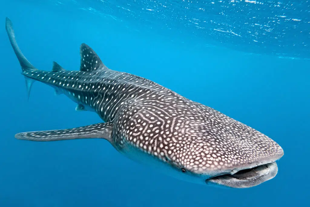 marine animals of palawan - whale shark