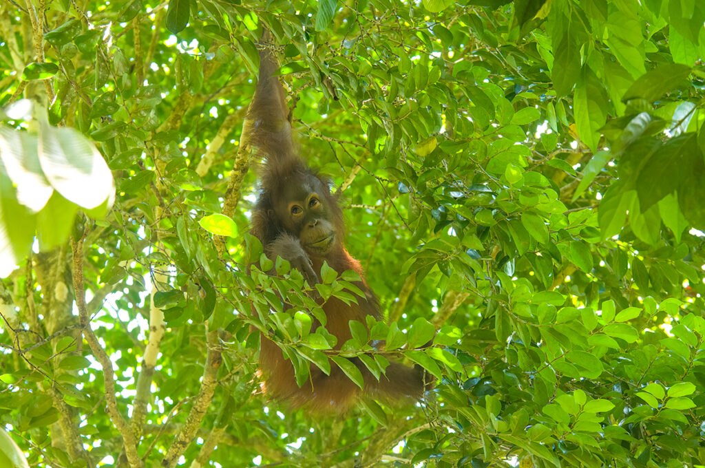 Borneo Orangutan seen on Kinabatangan River cruise