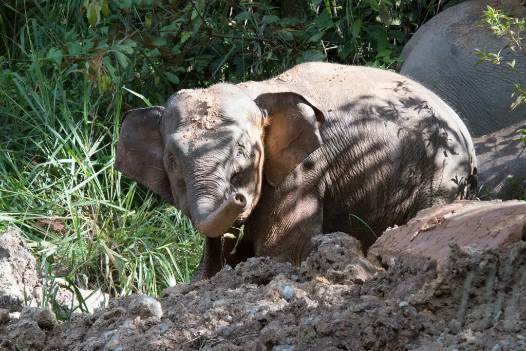 Borneo pygmy elephant
