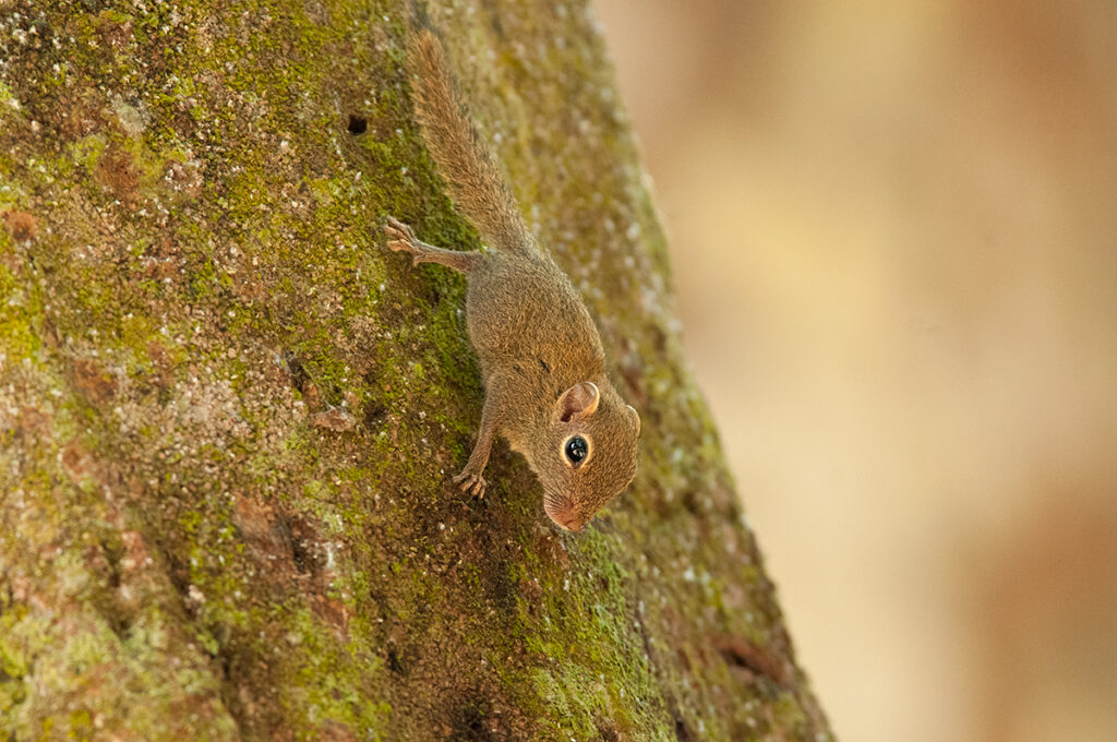 Least pygmy squirrel on Kinabatangan River in Borneo