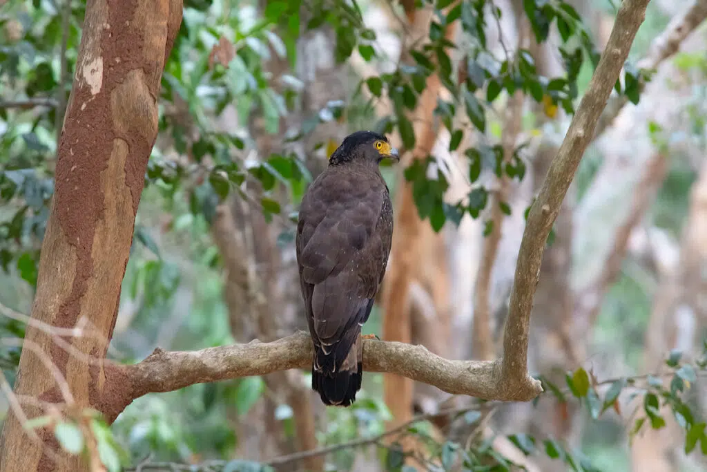 Crested serpent eagle in wilpattu national park