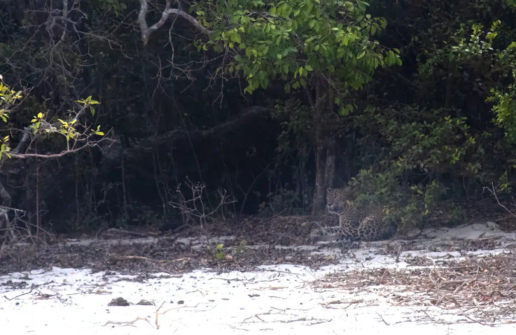 Leopard in Wilpattu national park