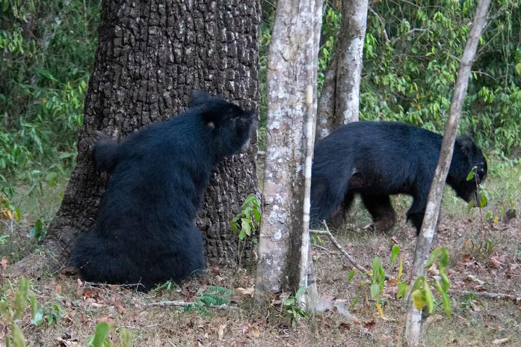 sloth bears seen on Wilpattu National Park safari