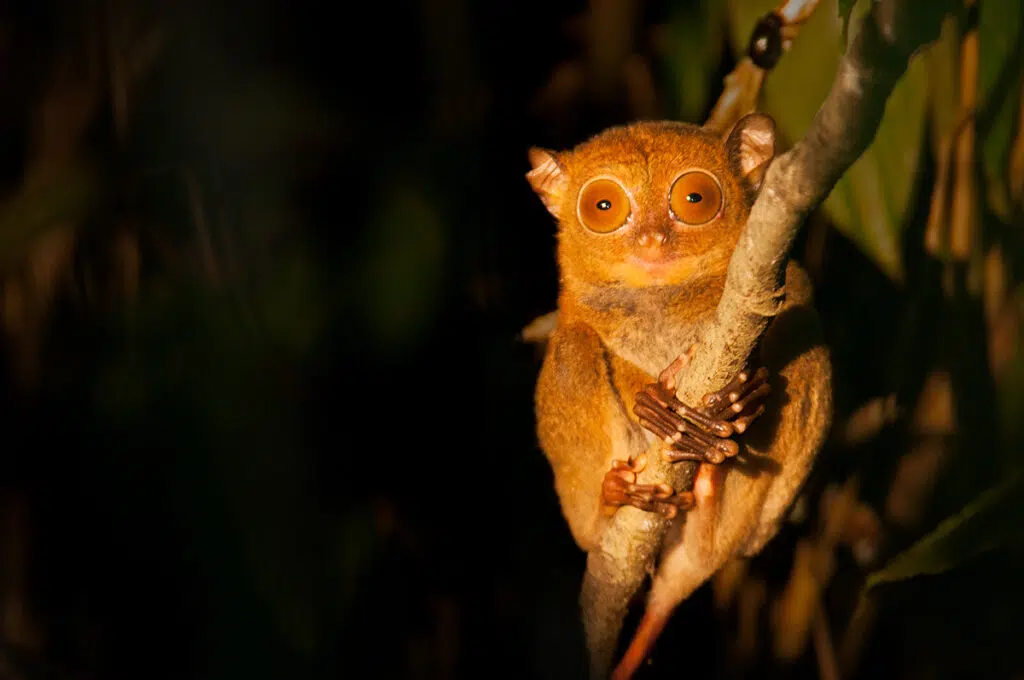 Western tarsier on the Kinnabatangan River