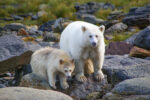 Type of bears - Spirit Bear