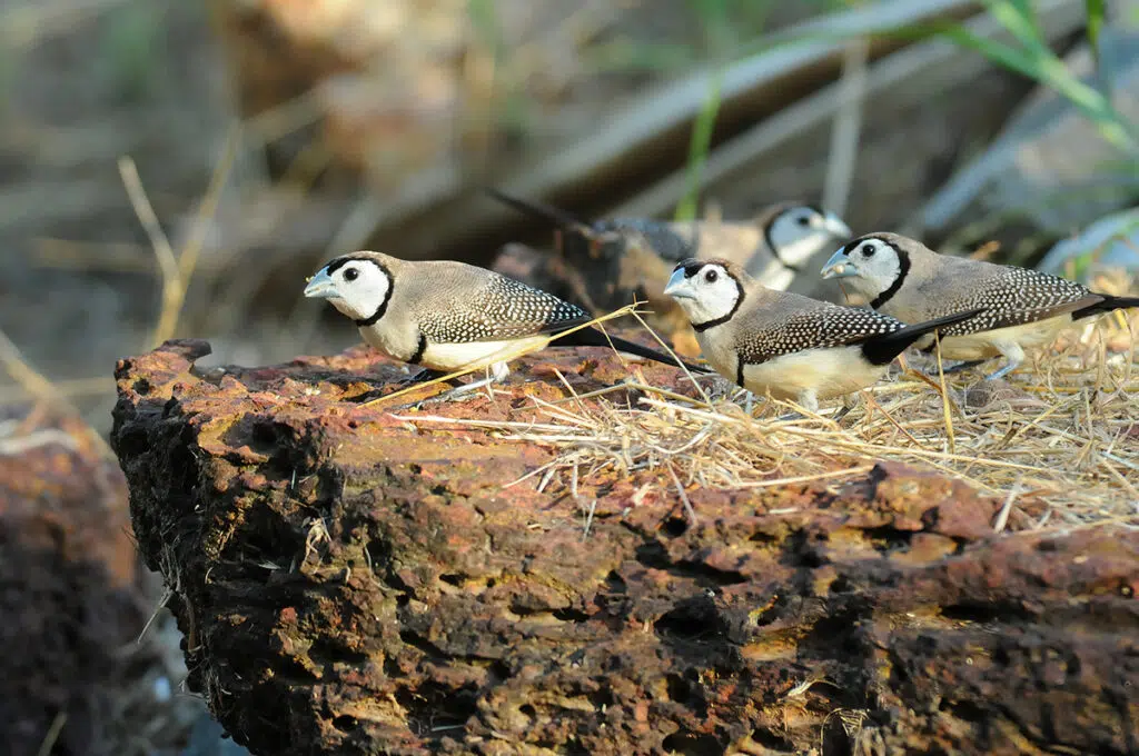 Wildlife in Darwin - Double-barred finches