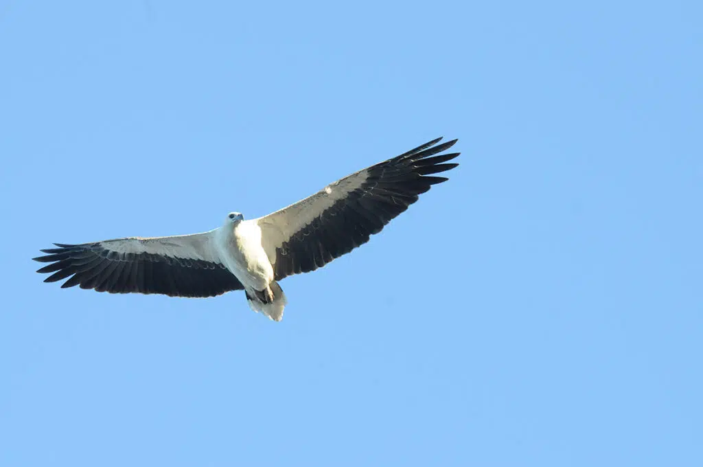 White-bellied sea eagle