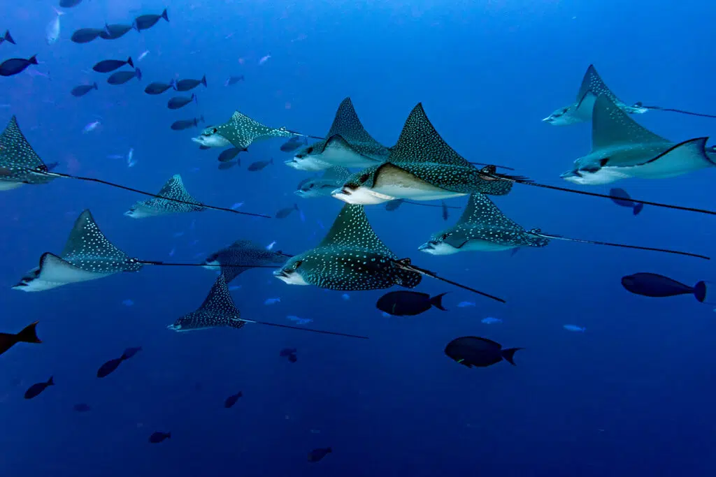 Collective nouns for animals - a squadron of manta rays