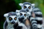 Collective nouns for animals - a conspirancy of lemurs