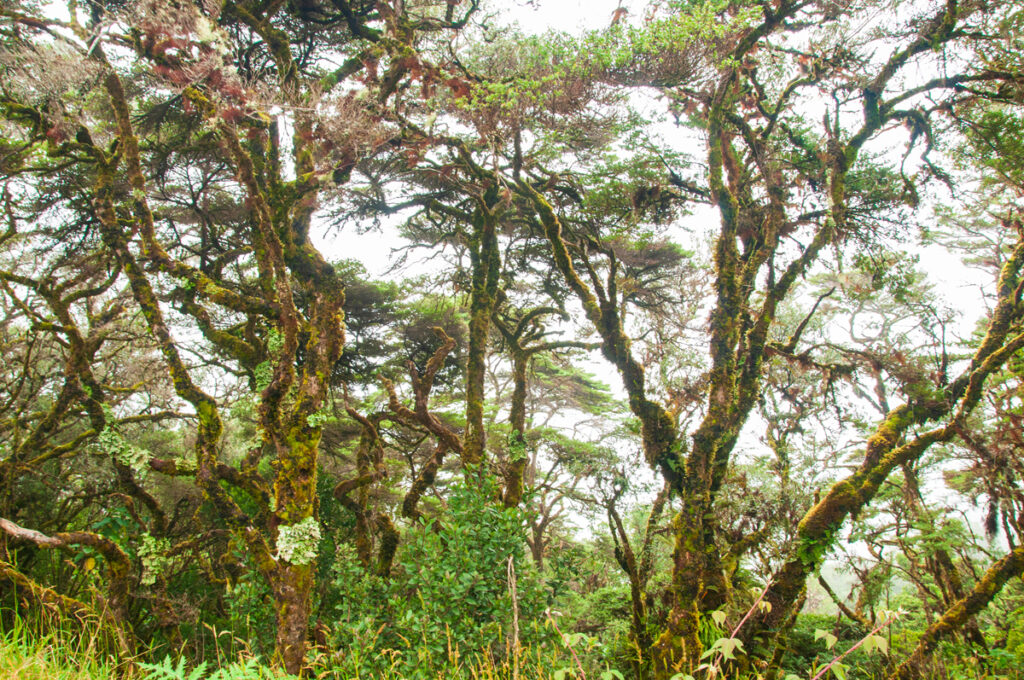 Dwarf clouded forest at Poas Volcano