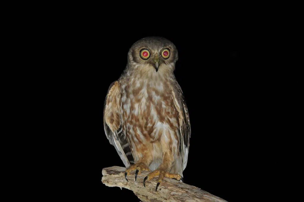 Barking owl at Fogg Dam