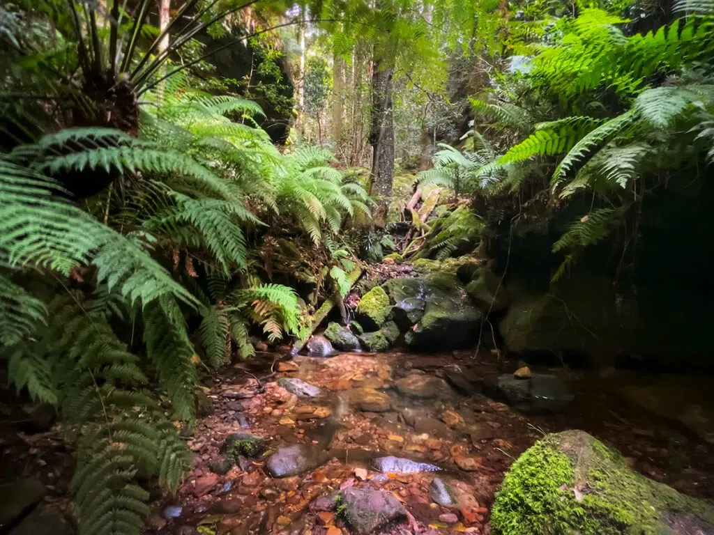 rainforest gully on the floor of Grand Canyon