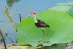 comb crested jacana at Fogg Dam