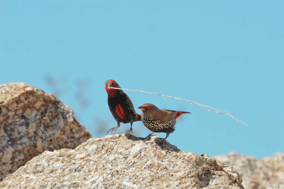 painted finches at Devils marbles