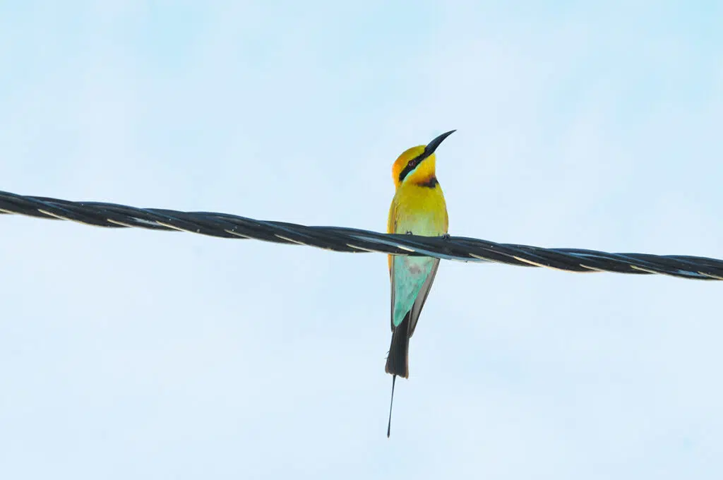 Rainbow bee-eater at Fogg Dam