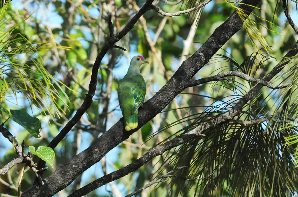 Rose-crowned fruit dove at Fogg Dam