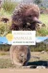 Australian Animals