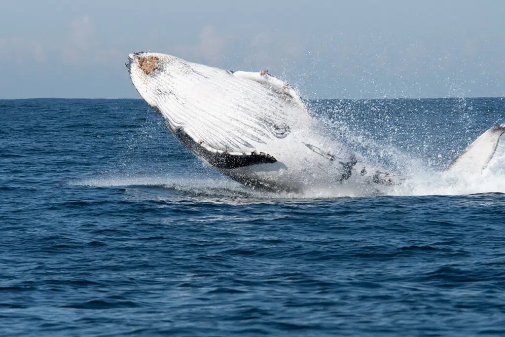 Whale watching in Sydney cruise - breaching humpback whale