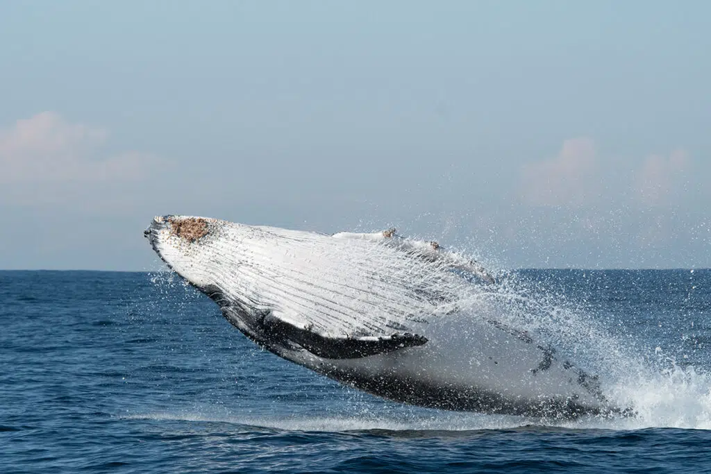 breaching humpback whale - whale watching cruise in Sydney