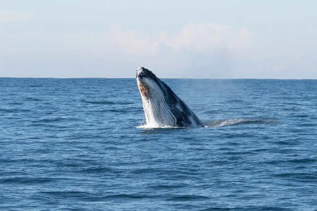 whale watching in sydney - humpback whale spy hopping
