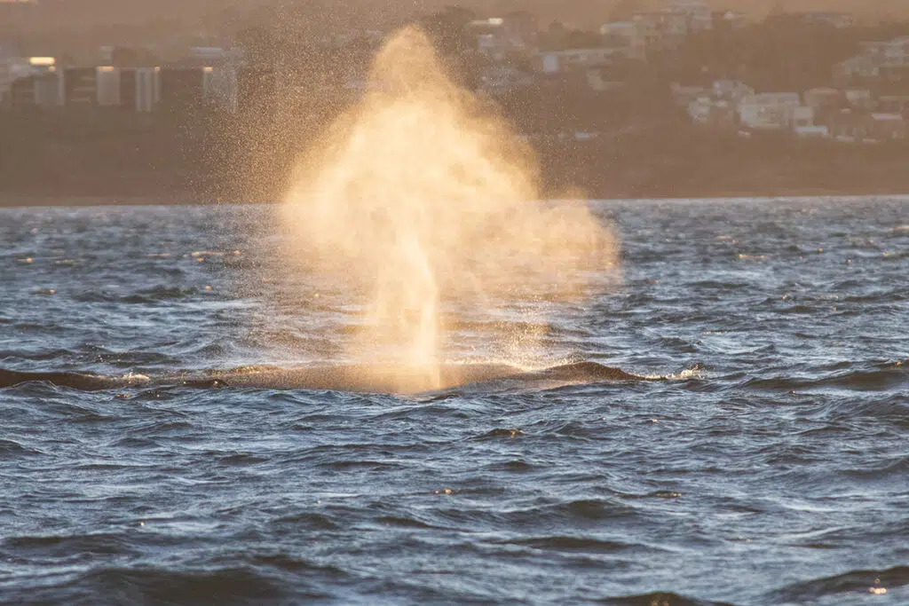 Whale's blow - whale watching in Sydney