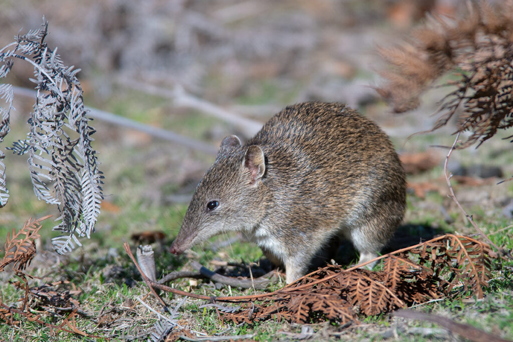 Southern brown bandicoot on Maria Island