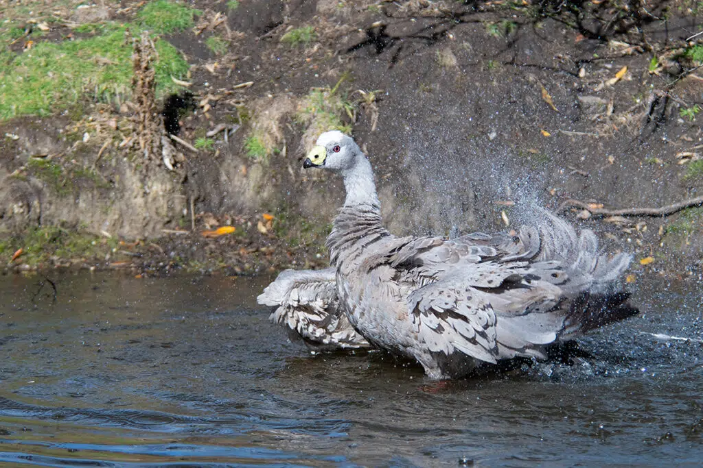 Cape Barren goose on Maria Island, Tasmania