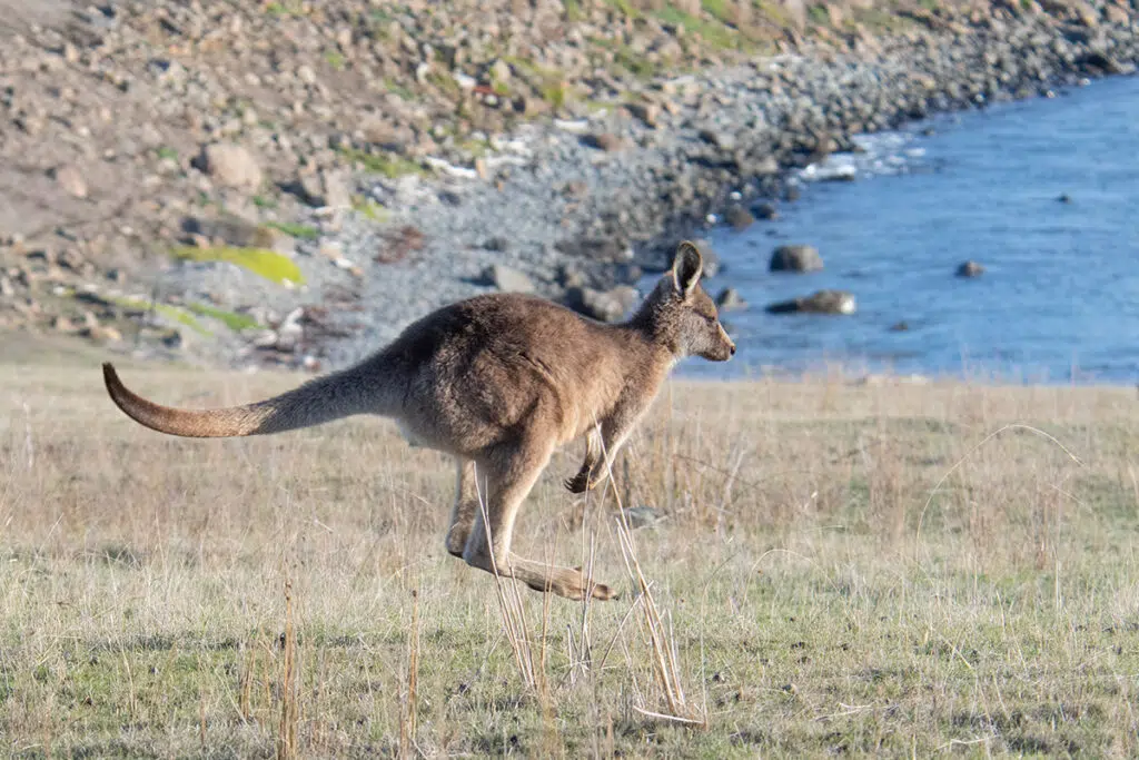 Maria Island animals - Forrester kangaroo