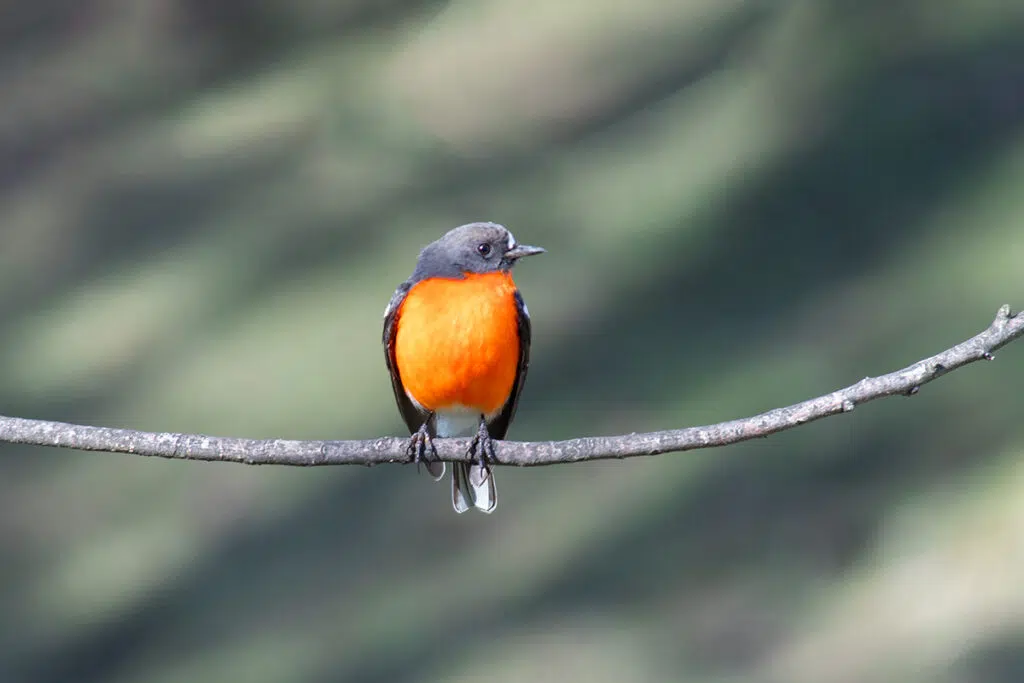 Scarlet robin on Maria Island