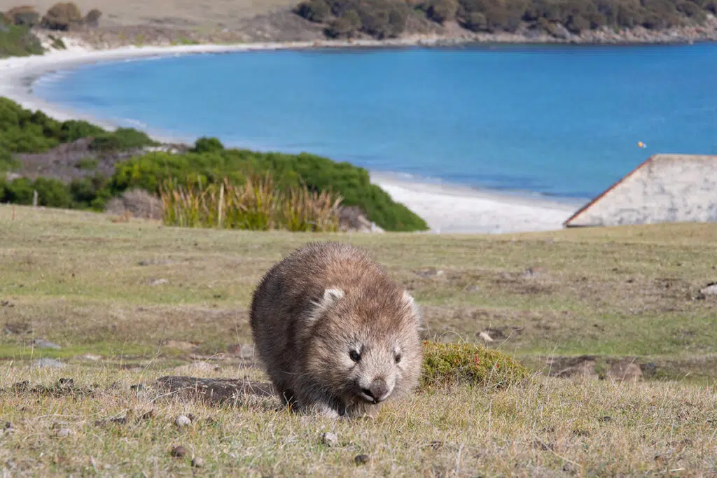 Maria island wombats