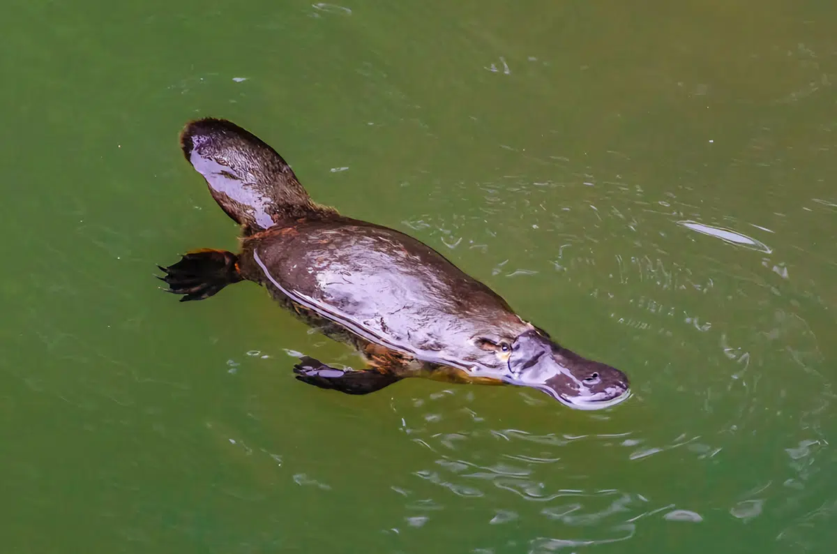 platypus in Eungella National Park