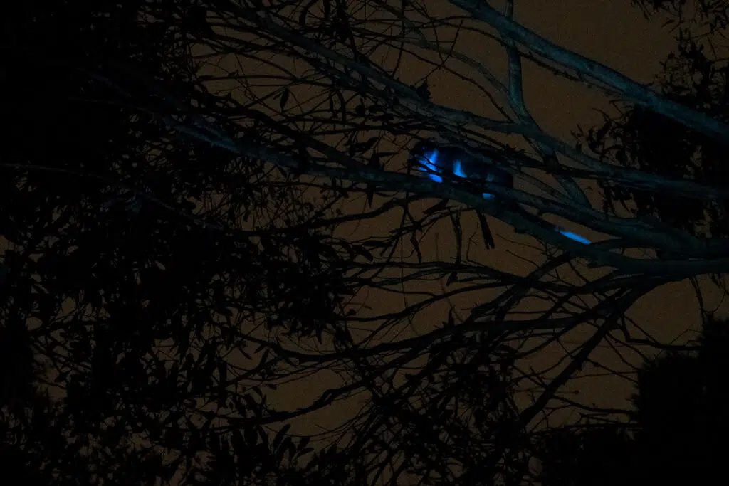 Things to do in hobart - see wildlife glow in the dark