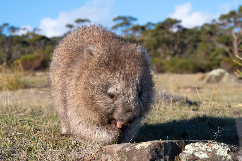 Maria Island wombats - adorable Australian animals