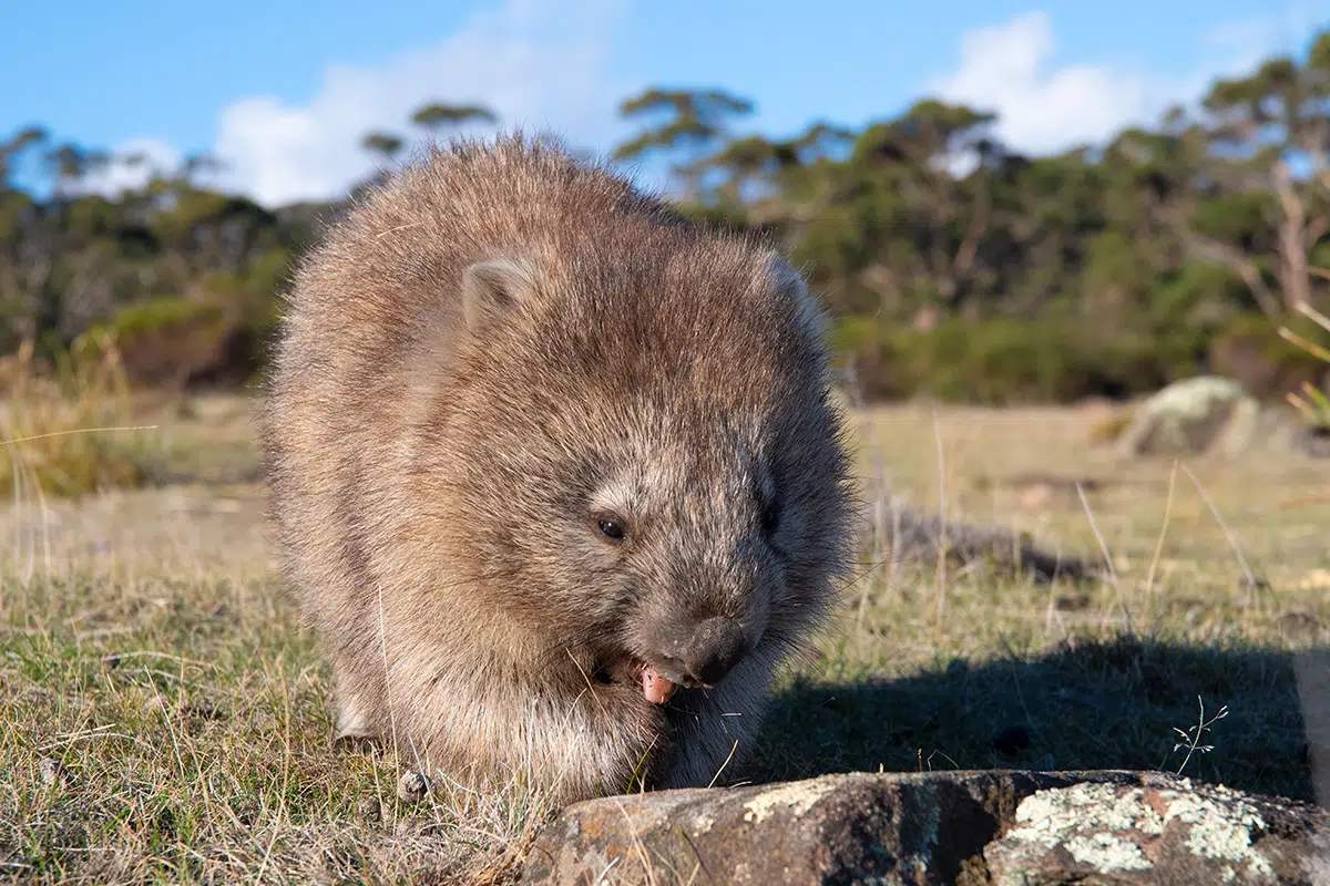 Maria Island wombats - adorable Australian animals