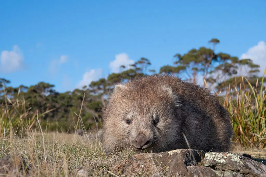 Wombat on Maria Island, Tasmania